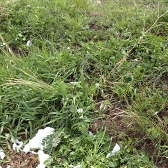 [Thumbnail for 2nd Year Pasture Seed Plants Spring 2012 b.JPG]